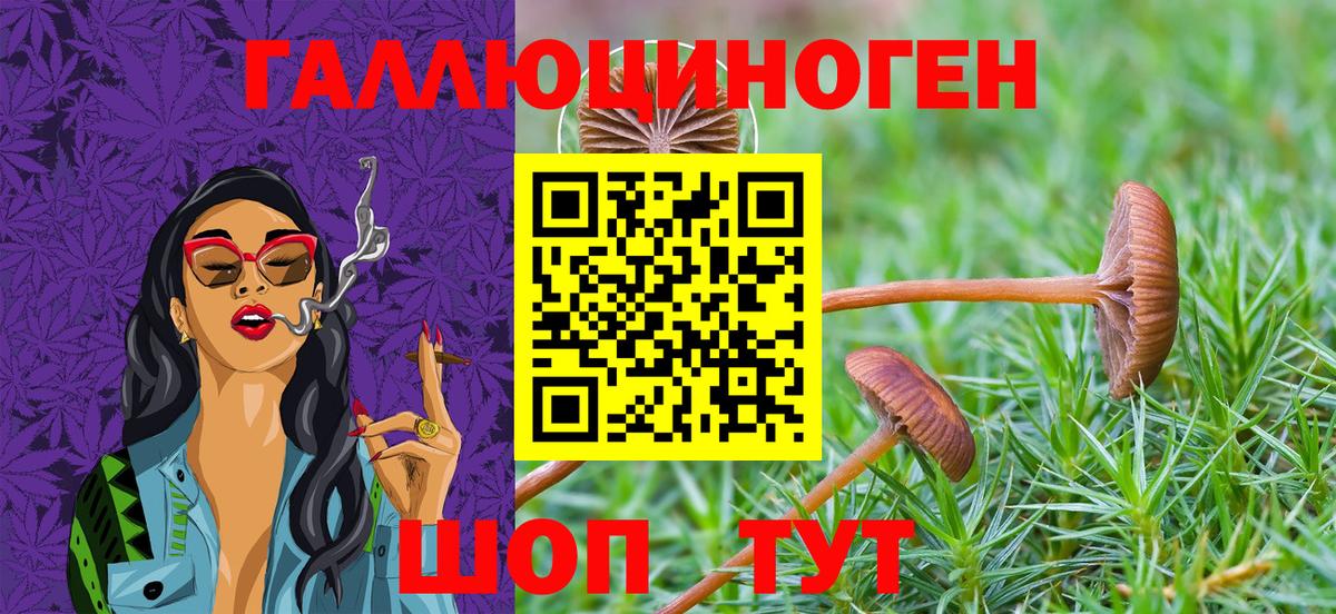 Псилоцибиновые грибы Psilocybe Муром