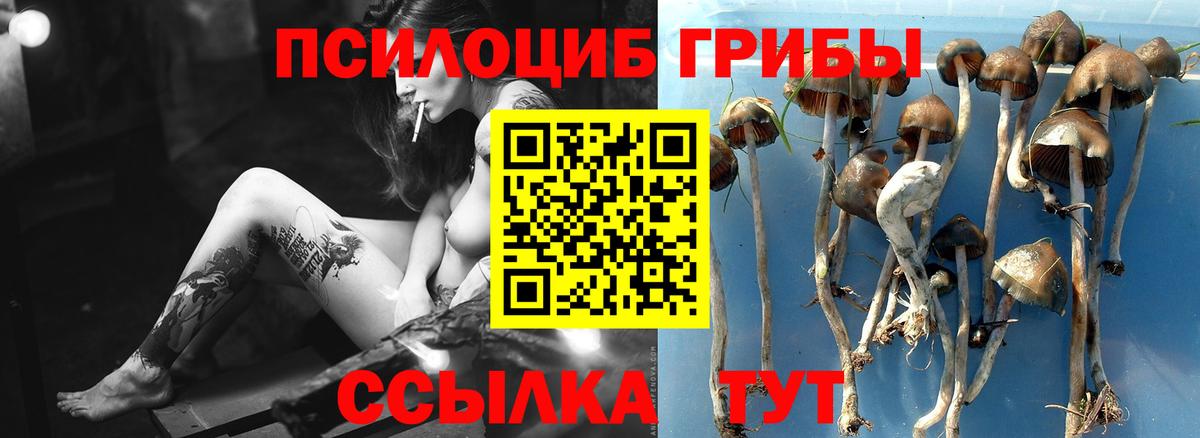закладка  Псилоцибиновые грибы мухоморы  Вход с VPN  Муром  Псилоцибиновые грибы мухоморы 